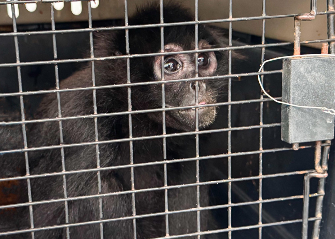 Alerta en Panamá: Mono Araña Fallece por Tuberculosis de origen humano