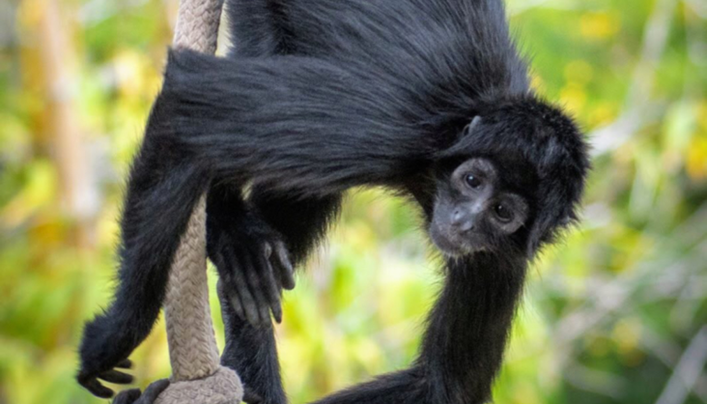 Alerta en Panamá: Mono Araña Fallece por Tuberculosis de origen humano