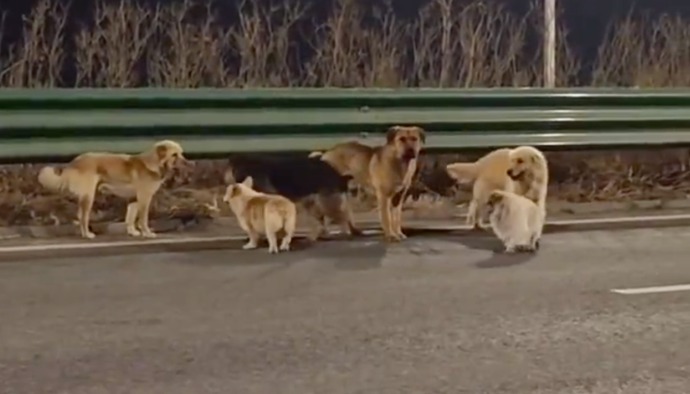 Un recorrido de 17 kilómetros que nadie esperaba. (Créditos: Redes Sociales)