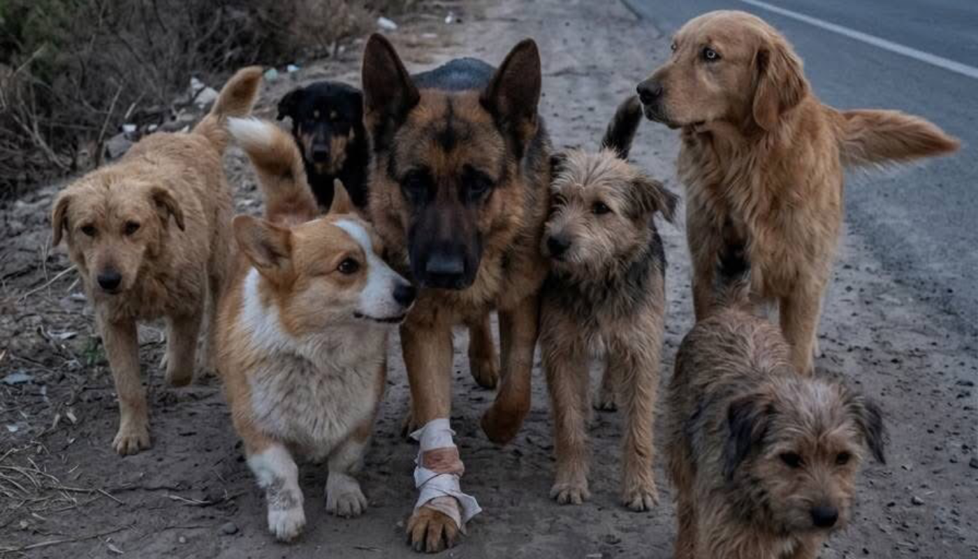 Más que una historia: una lección de lealtad. (Créditos: Redes Sociales)