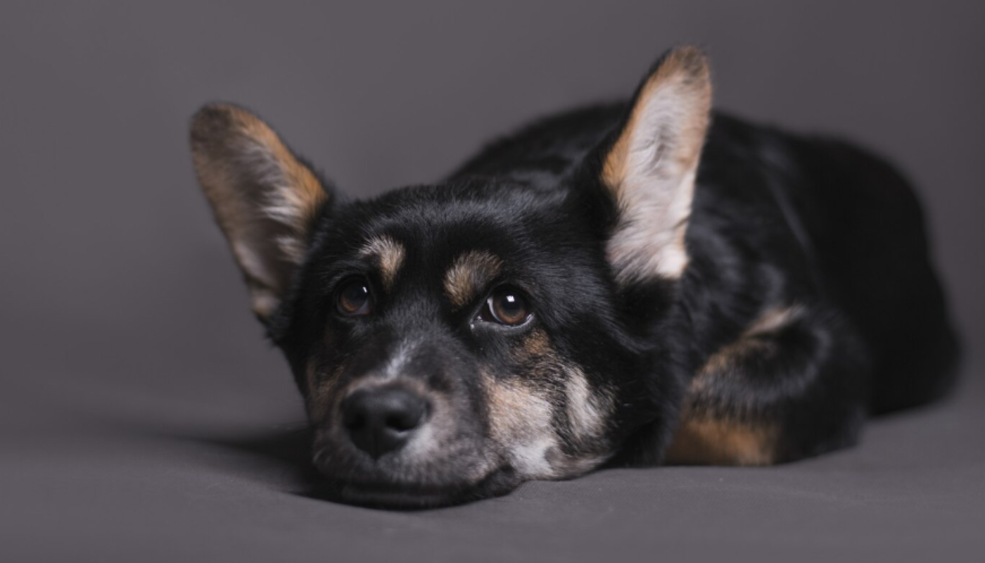 Los perros también sufren, pero no siempre lo demuestran