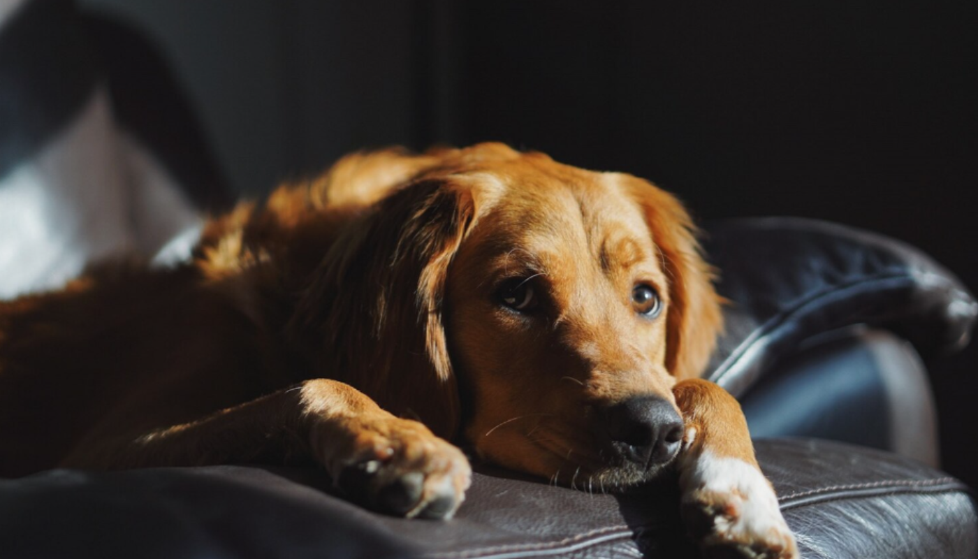 No es flojera: podría ser una señal de alerta